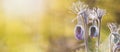 Magic spring flowering plant close-up, banne. Cutleaf anemone in spring forest