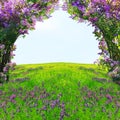 Magic spring forest Royalty Free Stock Photo