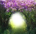 Magic spring forest landscape Royalty Free Stock Photo