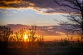 Magic sunset with flying owl