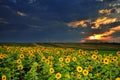 Magic sunset over sun flowers field