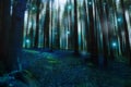 Magic surreal forest landscape, dark gloomy fairytale forest with fireflies and lights, mysterious moody forest