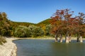 The magic of swamp cypress Taxodium distichum appears in the fall. The red and orange cypress Royalty Free Stock Photo