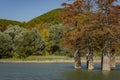 The magic of swamp cypress Taxodium distichum appears in the fall. The red and orange cypress needles are reflected in a turquoise Royalty Free Stock Photo