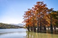 The magic of swamp cypress Taxodium distichum appears in the fall. The red and orange cypress needles are reflected in a turquoise Royalty Free Stock Photo