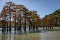 The magic of swamp cypress Taxodium distichum appears in the fall. The red and orange cypress needles are reflected in a turquoise Royalty Free Stock Photo