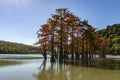 The magic of swamp cypress Taxodium distichum appears in the fall. The red and orange cypress needles Royalty Free Stock Photo