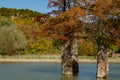 The magic of swamp cypress Taxodium distichum appears in the fall. The red and orange cypress needles are reflected in a turquoise Royalty Free Stock Photo