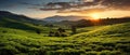 Magic Tea Plantations: Sunset Fairy Tale Royalty Free Stock Photo