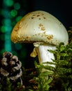 Magic toad stool mushroom in dark green environment