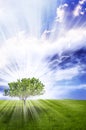 Magic tree Royalty Free Stock Photo