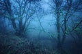 Magic tree in mysterious autumn forest in blue fog