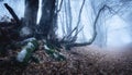 Magic tree in mysterious autumn forest in blue fog