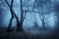 Magic tree in mysterious autumn forest in blue fog