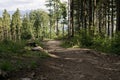 Magic trees and long shadows in the forest during sunny summer day.. Royalty Free Stock Photo