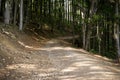 Magic trees and long shadows in the forest during sunny summer day.. Royalty Free Stock Photo