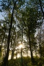 Magic trees and long shadows in the forest during sunrise or sunset. Royalty Free Stock Photo