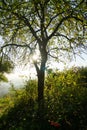 Magic trees and long shadows in the forest during sunrise or sunset. Royalty Free Stock Photo