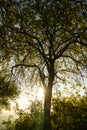 Magic trees and long shadows in the forest during sunrise or sunset. Royalty Free Stock Photo