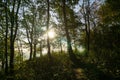 Magic trees and long shadows in the forest during sunrise or sunset. Royalty Free Stock Photo