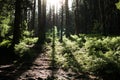 Magic trees and long shadows in the forest during sunset. Royalty Free Stock Photo