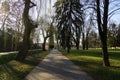 Magic trees and paths in the forest and meadow. Royalty Free Stock Photo