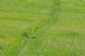 Magic trees and paths in the forest and meadow. Royalty Free Stock Photo