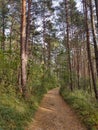 Magic trees and paths in the forest and meadow. Royalty Free Stock Photo