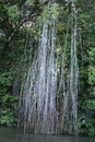 magic of tropical mangrove forest, Tempisque river. Costa Rica Royalty Free Stock Photo