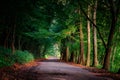 Magic tunnel and pathway through a thick forest with sunlight. T