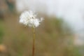 Magic unseen dandelion blow.