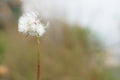 Magic unseen dandelion blow.