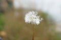 Magic unseen dandelion blow.