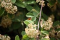 Black and red butterfly Royalty Free Stock Photo