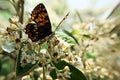 Black and red butterfly Royalty Free Stock Photo