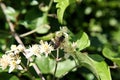 Black wasp Royalty Free Stock Photo