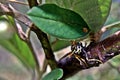 Black wasp Royalty Free Stock Photo