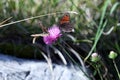 Bouble Butterfly on rhe flower Royalty Free Stock Photo