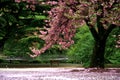 Magic view cherry blossom Royalty Free Stock Photo
