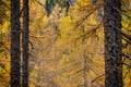 Magic view of yellow larch tree branches in autumn