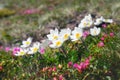 Magic white flowers