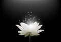 Magic White Lotus flower on black background Royalty Free Stock Photo