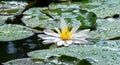 Magic white water lily or lotus flower Marliacea Rosea in garden pond. Contrast close-up of Nymphaea with water drops