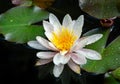 Magic white water lily or lotus flower Marliacea Rosea in garden pond. Contrast close-up of Nymphaea with water drops