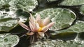 Magic white water lily or lotus flower Marliacea Rosea in garden pond. Contrast close-up of Nymphaea with water drops