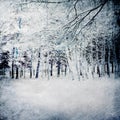 Magic winter background with forest