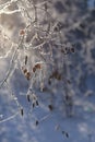 Magic winter morning, covered with frost