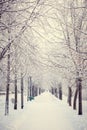 Magic winter way Royalty Free Stock Photo