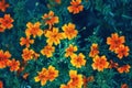 magic yellow red marigold marietta flowers on faded blurry background. Dark art moody floral.