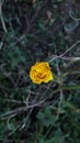 Magic yellow rose